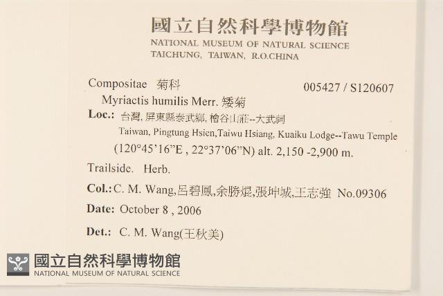 矮菊藏品圖，第2張