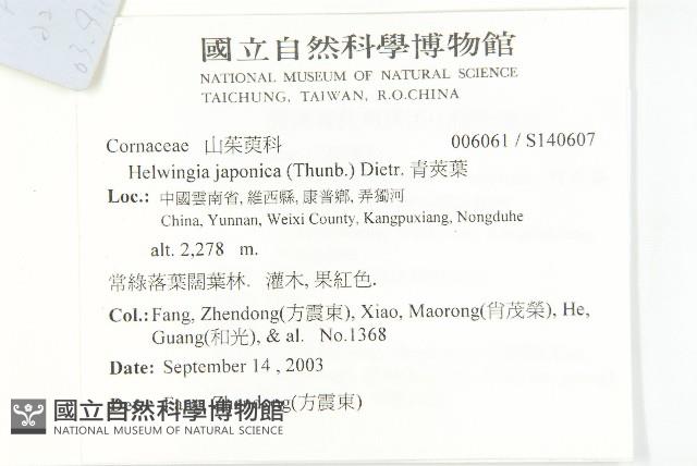 青莢葉藏品圖，第2張