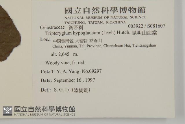 昆明山海棠藏品圖，第2張