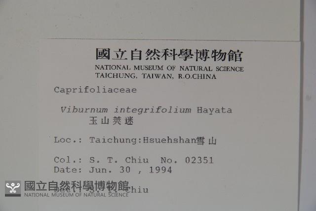 玉山糯米樹、狹葉糯米樹藏品圖，第2張