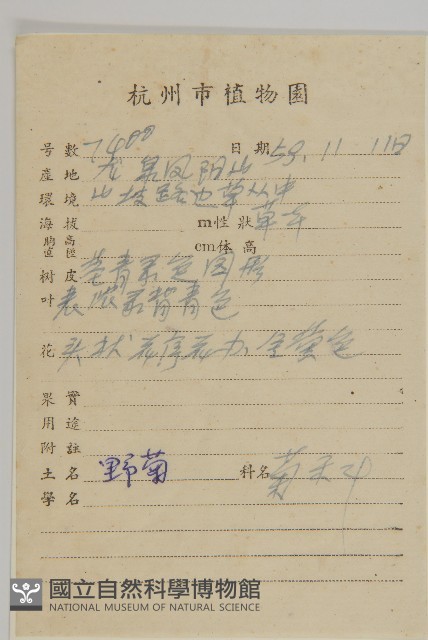 油菊、野菊藏品圖，第2張