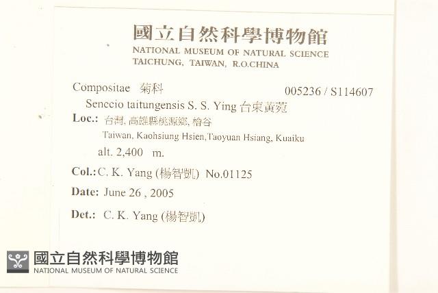 台東黃菀藏品圖，第2張