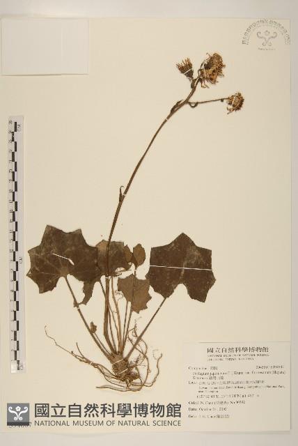 臺灣山菊藏品圖，第1張