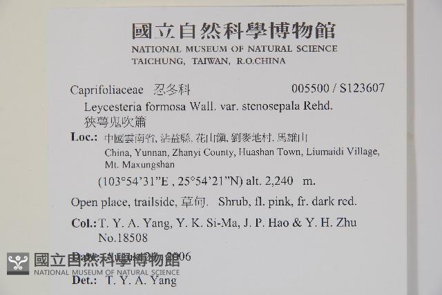 狹萼鬼吹簫藏品圖，第2張