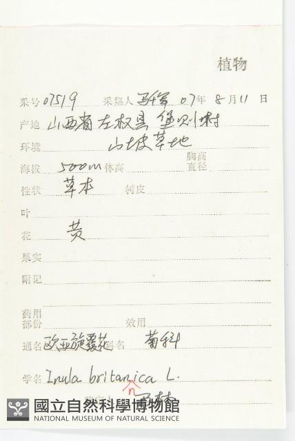 歐亞旋覆花藏品圖，第2張