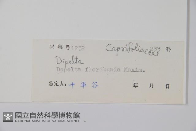 雙盾木藏品圖，第2張