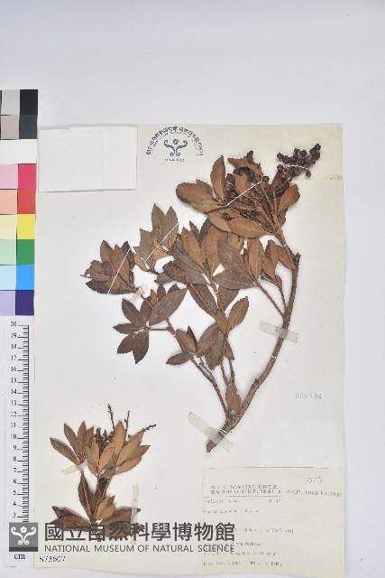 臺灣馬醉木藏品圖，第1張