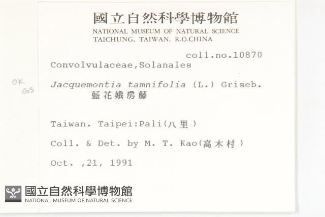 長梗毛娥房藤藏品圖，第2張