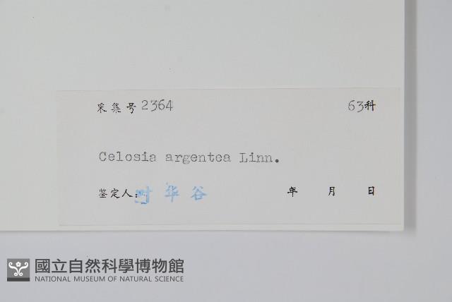 青葙藏品圖，第2張