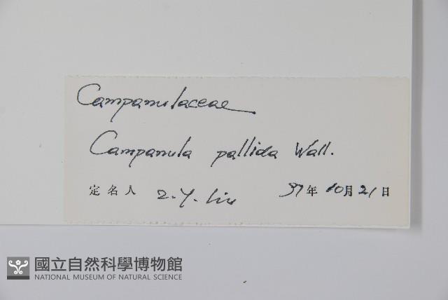 風鈴草藏品圖，第2張