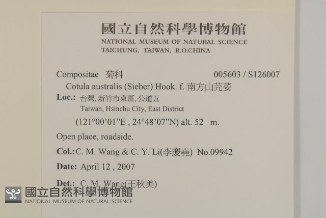 南方山芫荽藏品圖，第2張