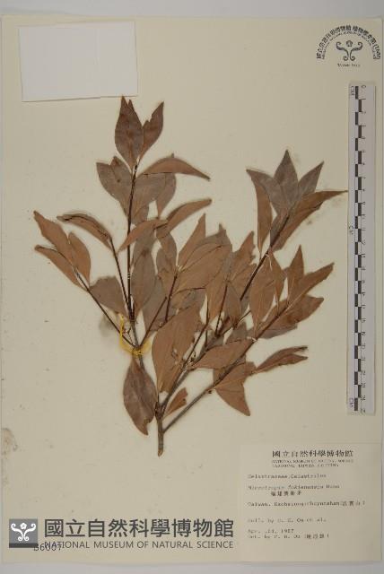 福建賽衛矛、福建假衛矛藏品圖，第1張