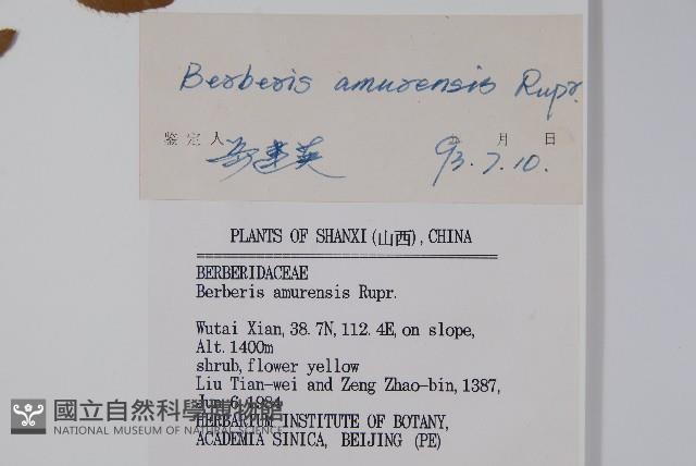 大葉小蘗藏品圖，第2張