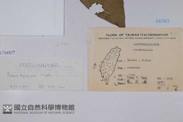 下花細辛藏品圖，第2張