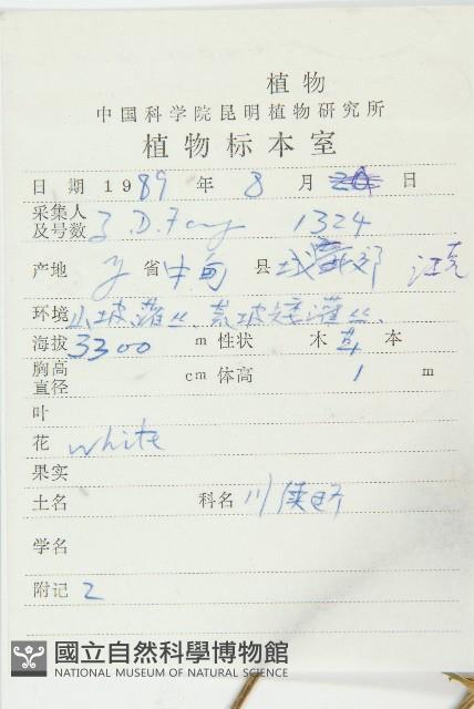 大頭續斷藏品圖，第2張