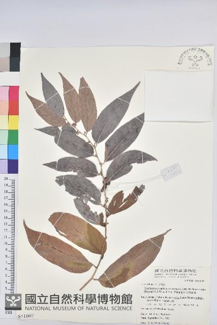Lanceolate-leaved Glochidion Collection Image