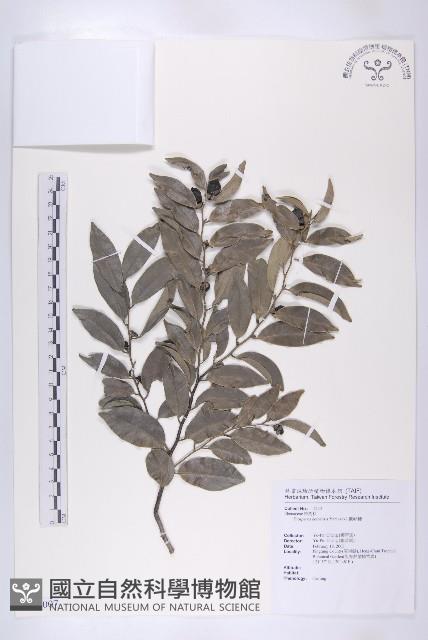 蘭嶼柿藏品圖，第1張