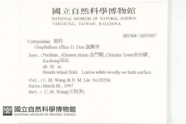 鼠麴草藏品圖，第2張