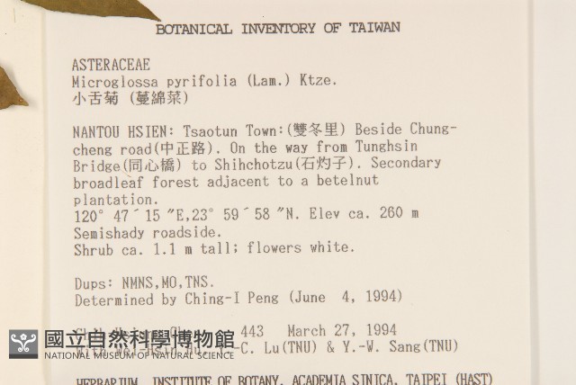 小舌菊、蔓綿菜藏品圖，第2張