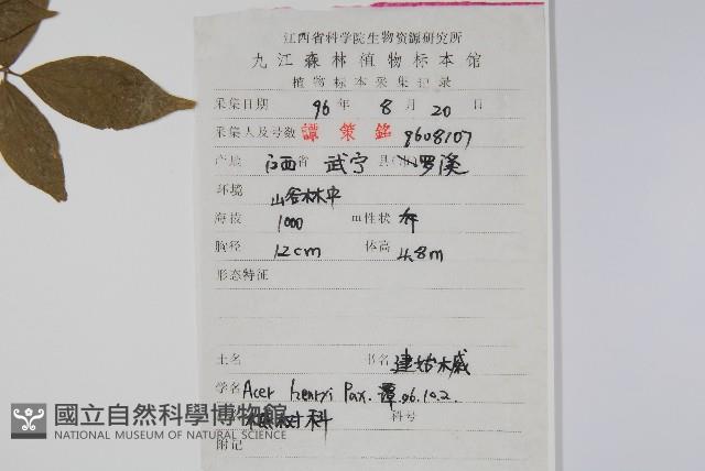 建始槭藏品圖，第2張