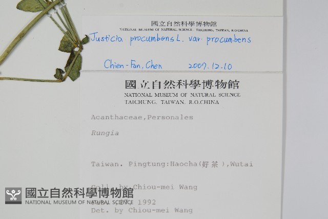 爵床藏品圖，第2張