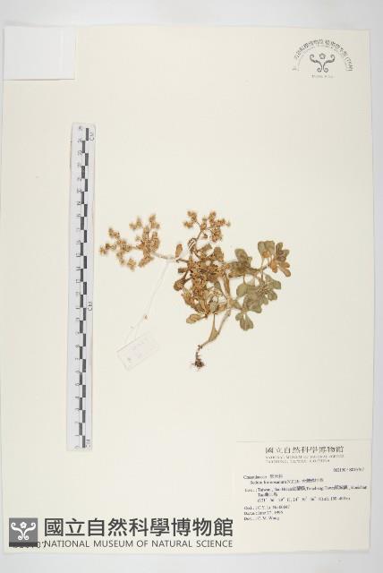 台灣佛甲草、石板菜藏品圖，第1張