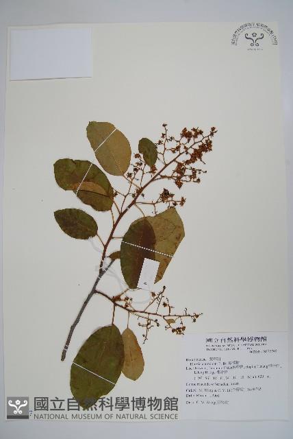 厚殼樹藏品圖，第1張