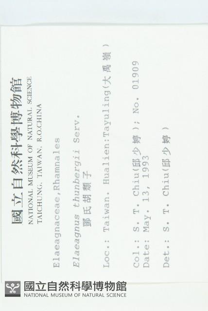 鄧氏胡頹子藏品圖，第2張