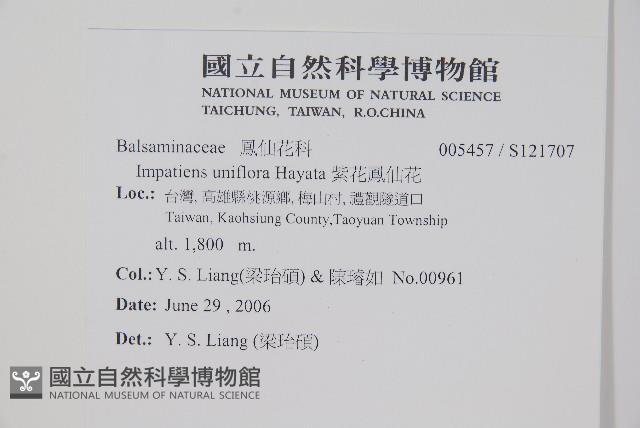 紫花鳳仙花藏品圖，第2張