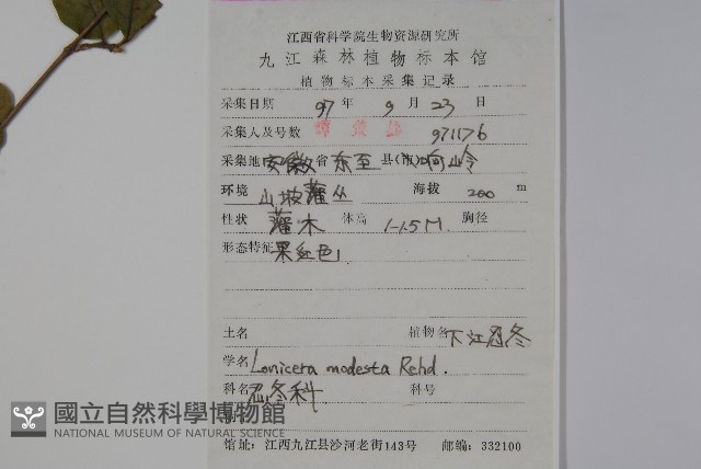 下江忍冬藏品圖，第2張
