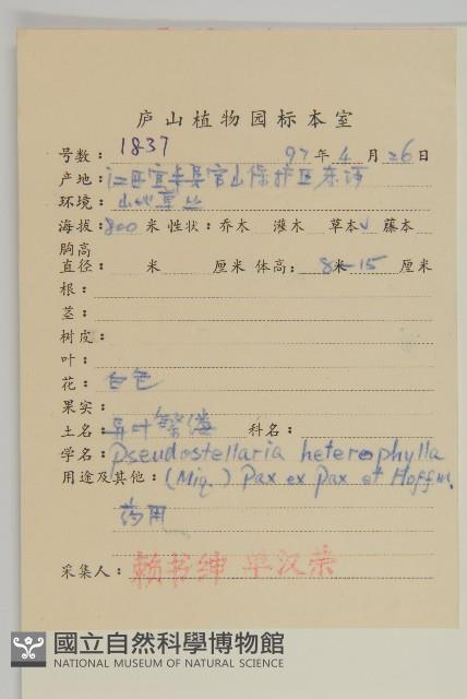 孩兒參藏品圖，第2張