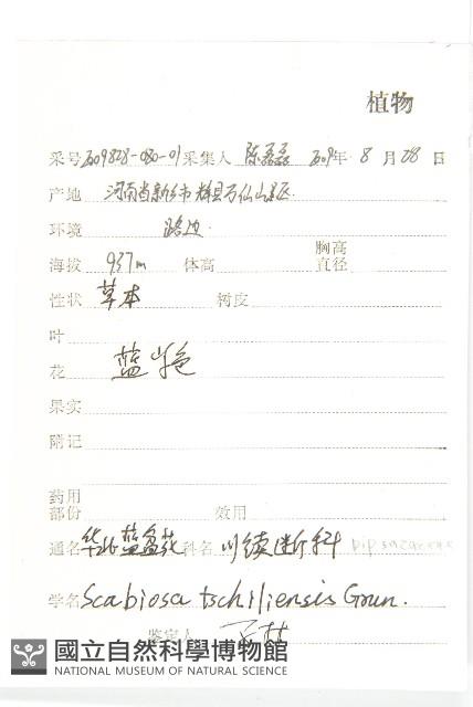 華北藍盆花藏品圖，第2張