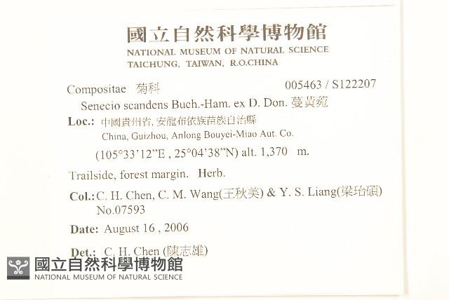 蔓黃菀藏品圖，第2張