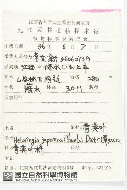 青莢葉藏品圖，第2張