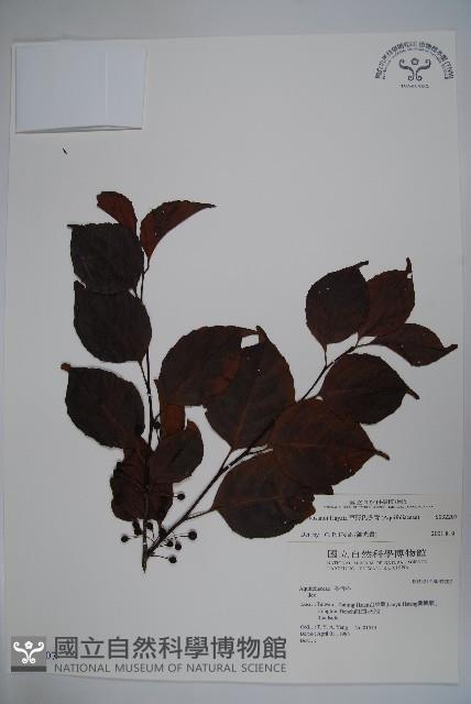 草野氏冬青藏品圖，第1張