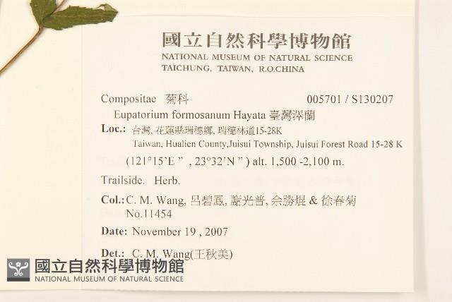 Formosan eupatorium Collection Image, Figure 2, Total 2 Figures