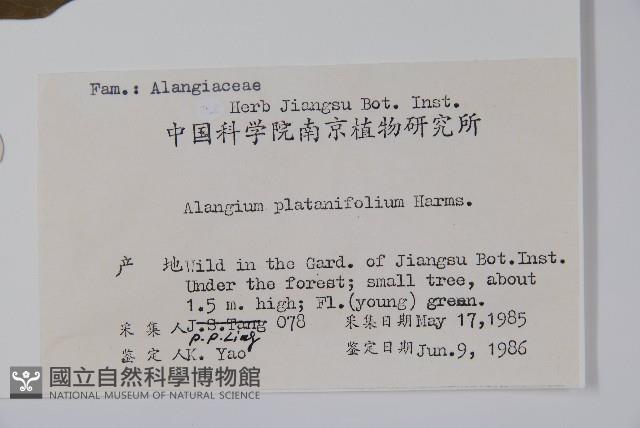 八角楓、瓜木藏品圖，第2張