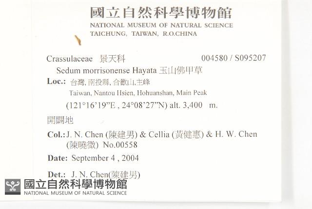 玉山佛甲草藏品圖，第2張
