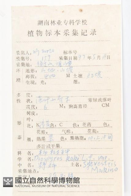 油柿藏品圖，第2張