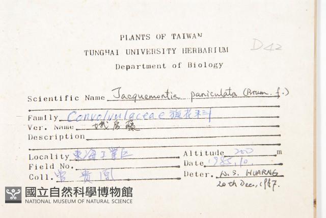 長梗毛娥房藤藏品圖，第2張