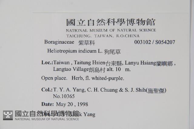 狗尾草藏品圖，第5張