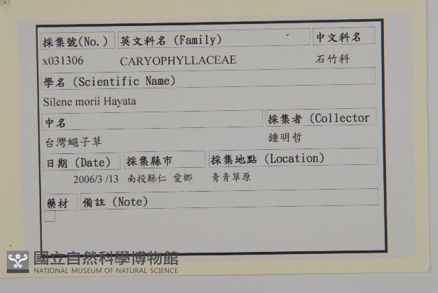 臺灣蠅子草藏品圖，第2張