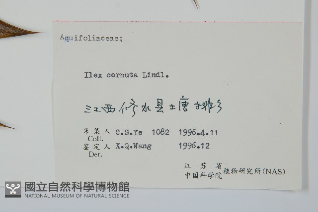 枸骨藏品圖，第2張