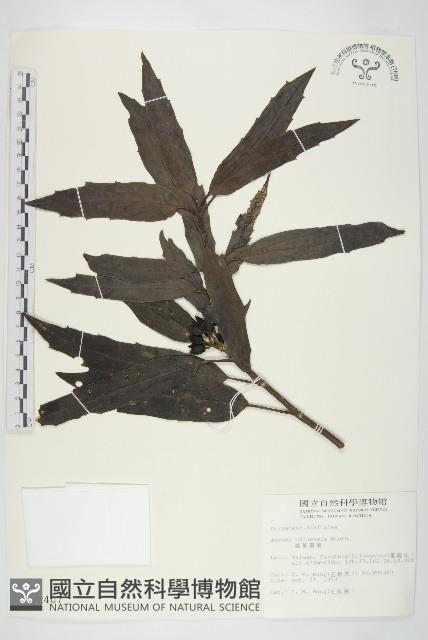 桃葉珊瑚藏品圖，第1張