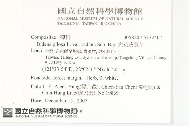 大花咸豐草藏品圖，第2張