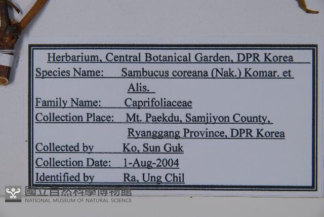 朝鮮接骨木藏品圖，第2張