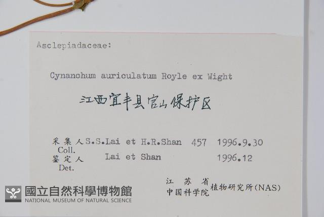 牛皮消藏品圖，第2張