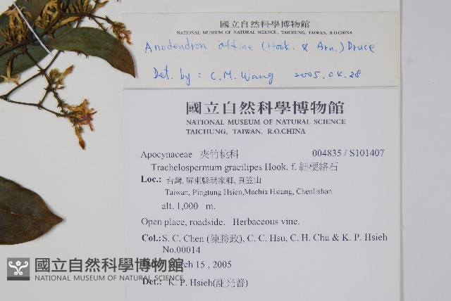 小錦蘭藏品圖，第2張