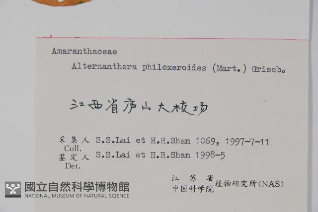 空心蓮子草藏品圖，第2張