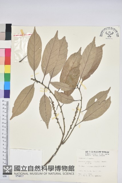 子彈石櫟、柯藏品圖，第1張